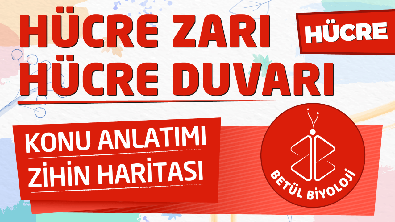 hücre_duvarı_hücre_zarı