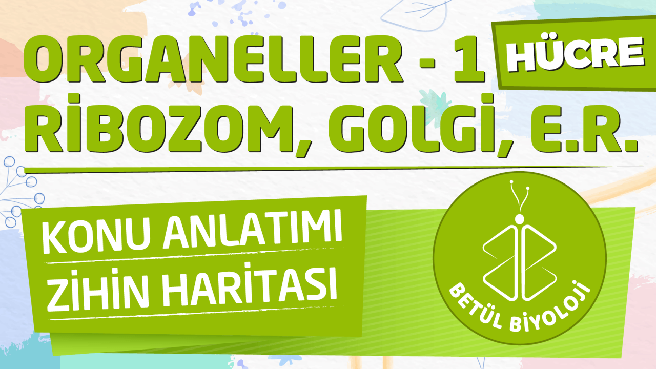 organeller_ribozom_golgi_ER