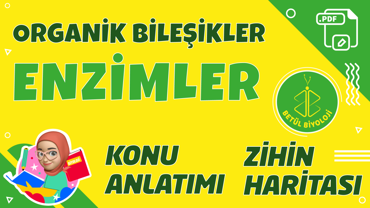 enzimler