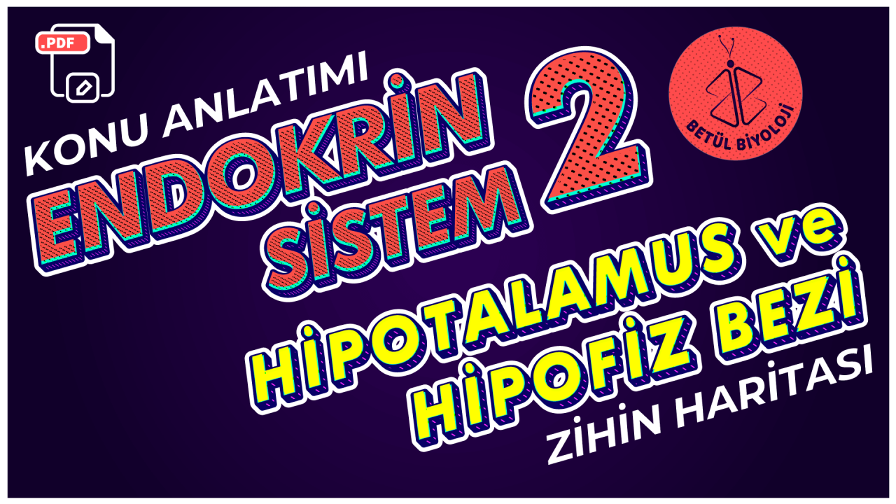 endokrin_sistem_hipotalamus_ve_hipofiz_bezi_biyoloji