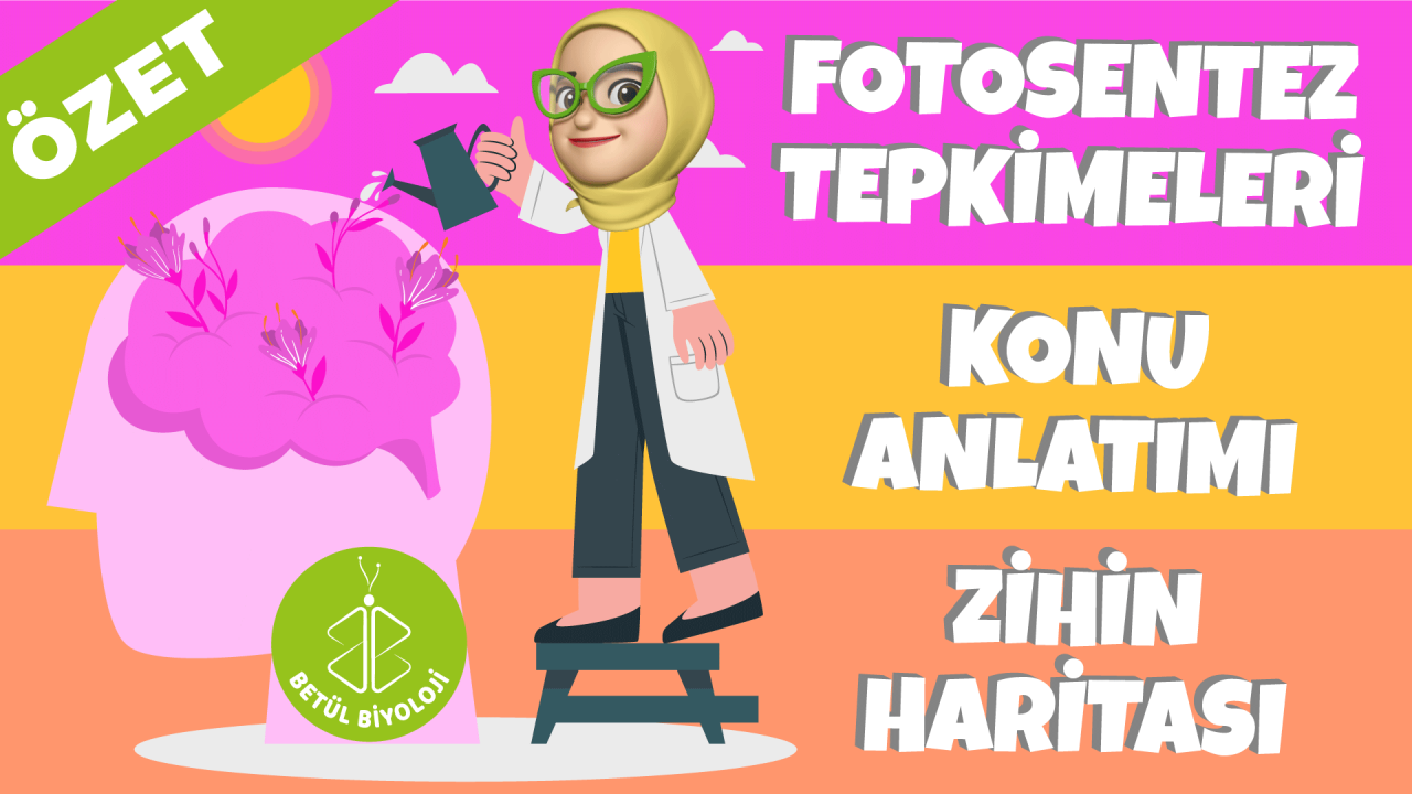 fotosentez_tepkimeleri_konu_anlatımı_özet_biyoloji_12.sınıf