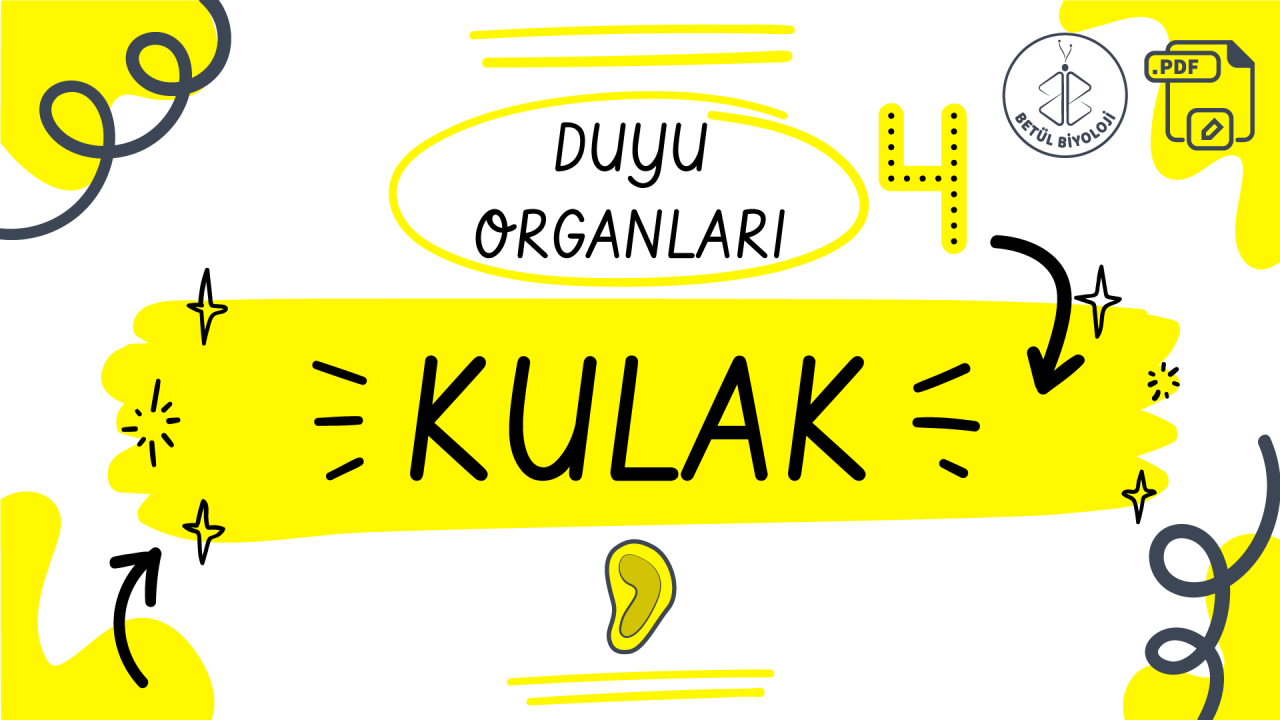 duyu_organları_kulak_betül_biyoloji