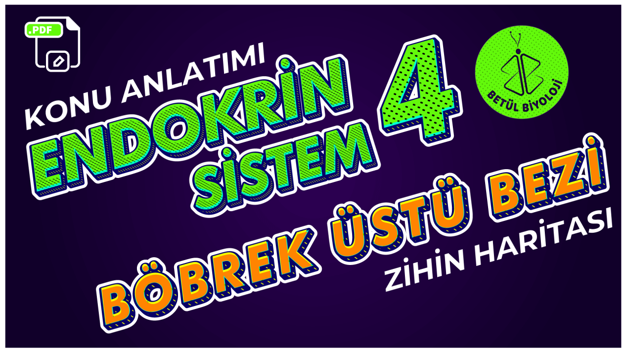 endokrin_sistem_4_böbrek_üstü_bezi