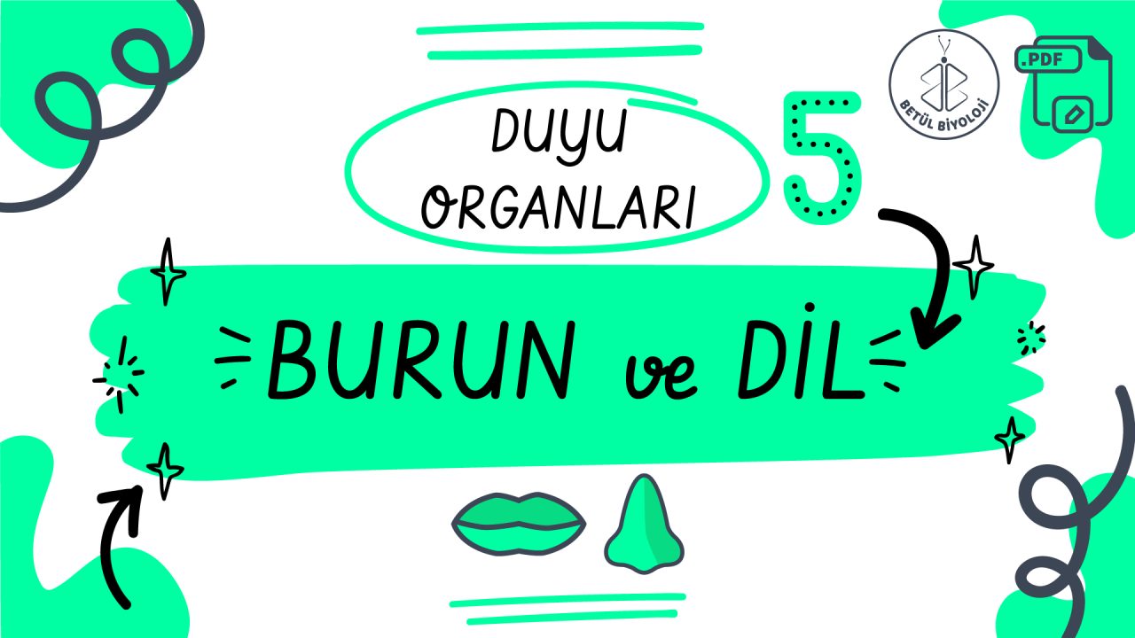 duyu_organları_burun_dil_betül_biyoloji