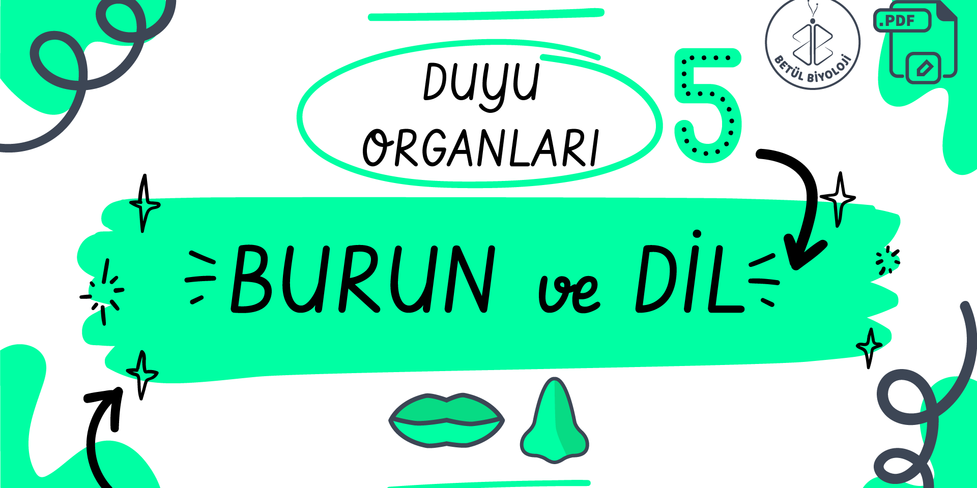 duyu_organları_burun_dil_betül_biyoloji