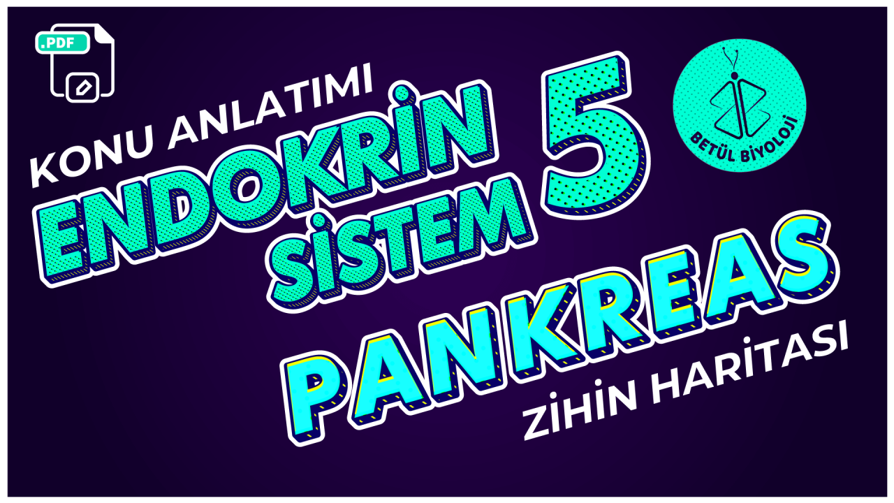 endokrin_sistem_5_pankreas