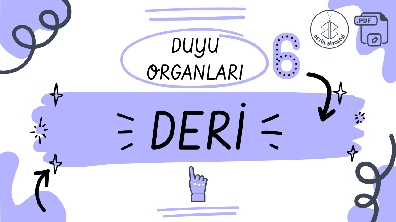 duyu_organları_deri_betül_biyoloji