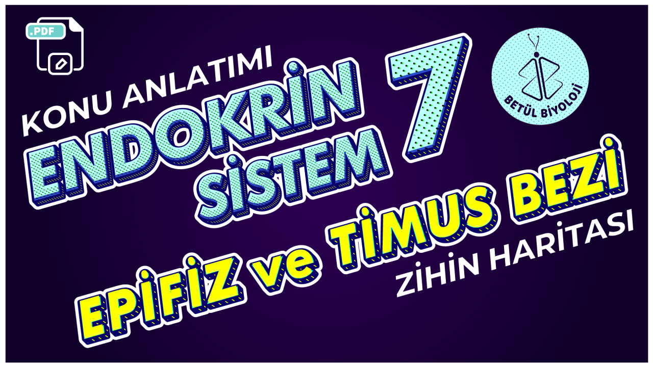 endokrin_sistem_7_epifiz_timus_bezi