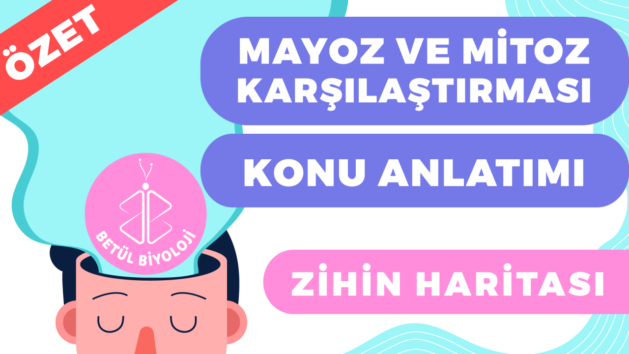 mayoz_mitoz_bölünme_karşılaştırması