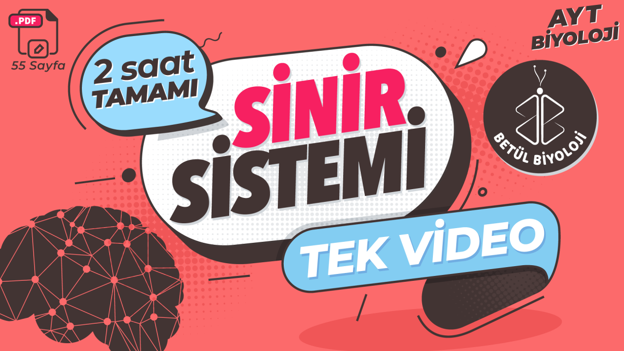 sinir_sistemi_tekrar